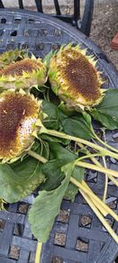 Free sunflower heads