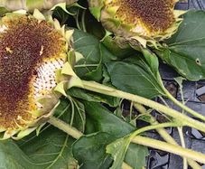 Free sunflower heads