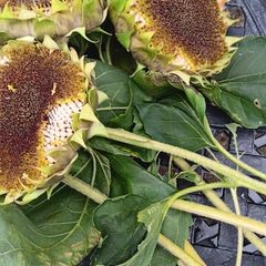 Free sunflower heads
