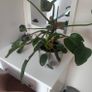 Large Houseplant with ceramic pot Image 2