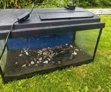 Fish Tanks