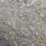 FOSSIL PLATE -  incl. Crinoids Coral Belemnites Bivalves Image 5