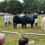 Aberdeen Angus Cows Image 4