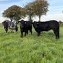 Blue heifers Image 3