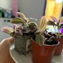 Tradescantia 'Nanouk' plant Image 3
