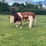 Purebred Simmental bull Image 4