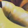 Yellow Cala lylies oil on canvas. Image 5