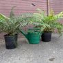 tree ferns - dicksonia antarctica Image 4