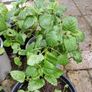 Lemon balm plants Image 2