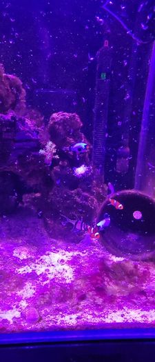 marine livestock