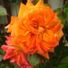 newbroom55