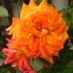 newbroom55