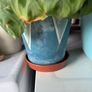 indoor plant Image 2