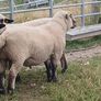 PB Hampshire and Cross bred rams for sale Image 4