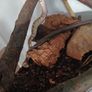 Snake,s royal ball python 2 mail and female Image 3