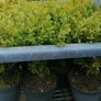 Box Hedging Image 2