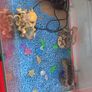 50 Litre Fish Tank Image 5