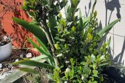 bay tree