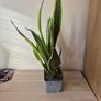 Snake Plants Image 2