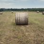 Hay for sale Image 2