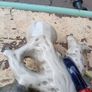 Staffordshire Flatback Image 10