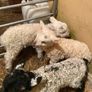 3 ramb lambs Image 2