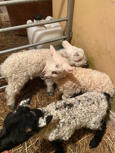 3 ramb lambs