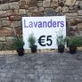 Pencil Conifer Trees 5ft just 45 euro Image 8