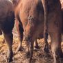 P b. Bulls Image 4