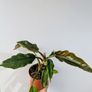 Philodendron Choco Empress Plant Image 3