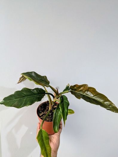 Philodendron Choco Empress Plant