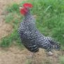 hens Image 8