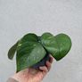 pothos Image 2