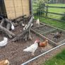 Cockerel / Rooster Image 3