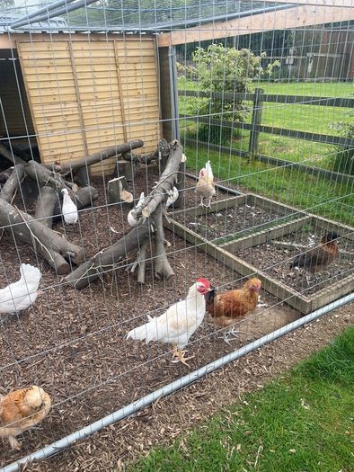 Cockerel / Rooster