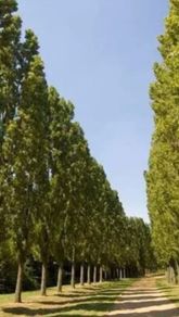 Poplar Lombardy trees