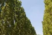 Poplar Lombardy trees