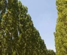 Poplar Lombardy trees