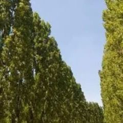 Poplar Lombardy trees