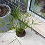 Cyperus alternifolius Image 3