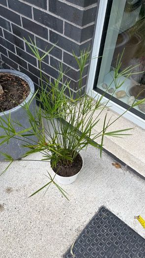 Cyperus alternifolius