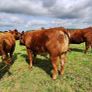 5  Heifers Balla Mart 22ndAugust Replacement 215 Image 6