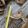 Cast Iron Gutter Image 8