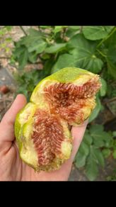 Desert King Fig Tree
