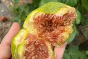 Desert King Fig Tree