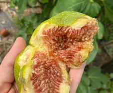 Desert King Fig Tree