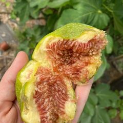 Desert King Fig Tree