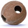 Whole Coconut - Terrario CocoCave Image 6