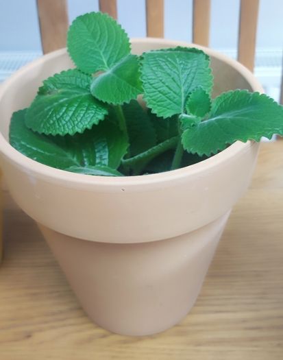 Indoor Plants