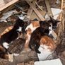 Kittens Image 5